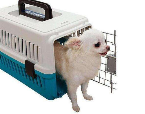 幼犬起名大全